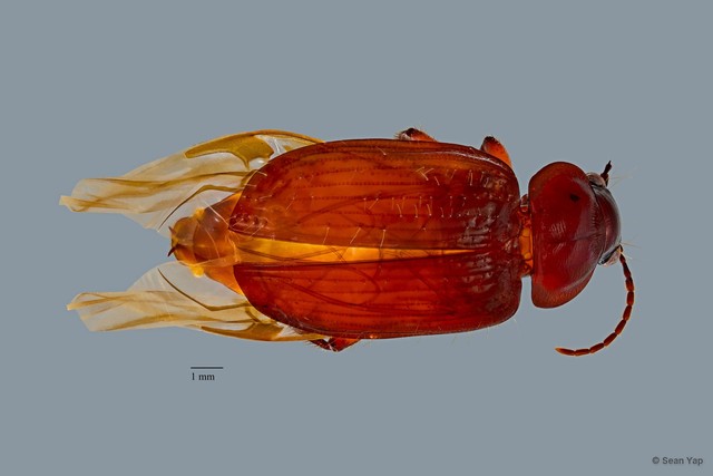 Orthogonius sp. "ZRCBDP0074885" • © Sean Yap • All Rights Reserved