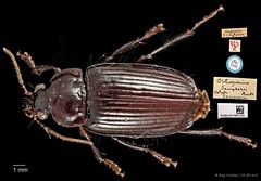 Orthogonius saundersi • © Ang Yuchen • CC BY 4.0
