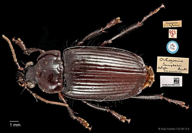 Orthogonius saundersi • © Ang Yuchen • CC BY 4.0