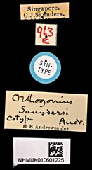 Orthogonius saundersi • All Rights Reserved Museum Label