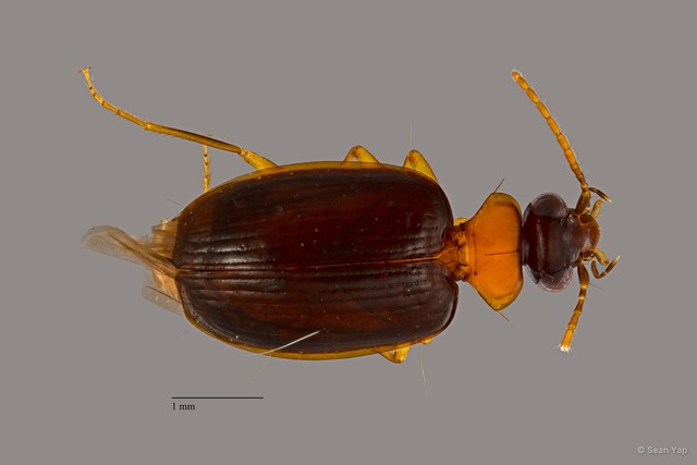 Pentagonica sp. "ZRCBDP0071616" • © Sean Yap • All Rights Reserved