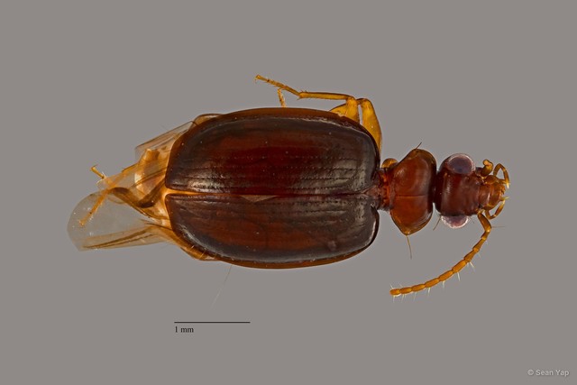 Pentagonica sp. "ZRCBDP0074863" • © Sean Yap • All Rights Reserved