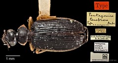 Pentagonica erichsoni Schmidt-Goebel, 1846