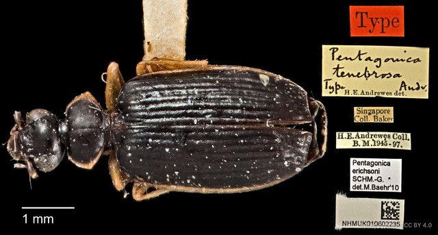 Pentagonica erichsoni • © Ang Yuchen • CC BY 4.0