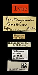 Pentagonica erichsoni • All Rights Reserved Museum Label