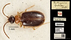 Pentagonica pallipes • © Ang Yuchen • CC BY 4.0