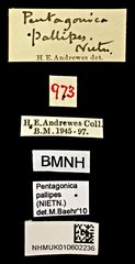 Pentagonica pallipes • All Rights Reserved Museum Label