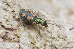 Pericalus depressus • © Marcus Ng Fu Chuan • All Rights Reserved