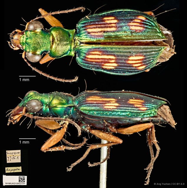 Pericalus depressus • © Ang Yuchen • CC BY 4.0