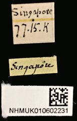 Pericalus depressus • All Rights Reserved Museum Label