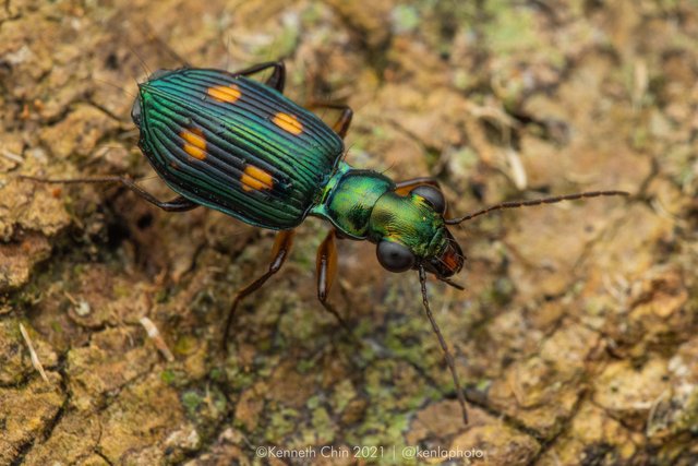 Pericalus quadrimaculatus • © Kenneth Chin • All Rights Reserved