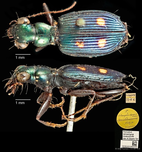 Pericalus tetrastigma • © Ang Yuchen • CC BY 4.0