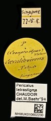 Pericalus tetrastigma • All Rights Reserved Museum Label