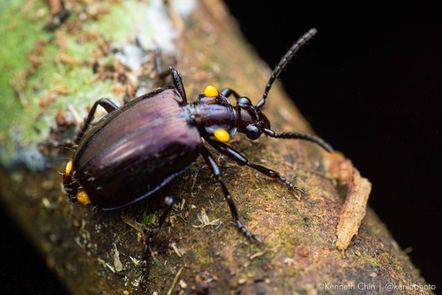 Physodera dejeani • © Kenneth Chin • All Rights Reserved