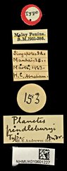 Planetes (Planetes) pendleburyi • All Rights Reserved Museum Label