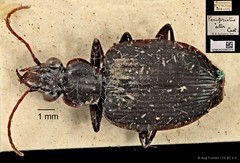 Serrimargo ater • © Ang Yuchen • CC BY 4.0