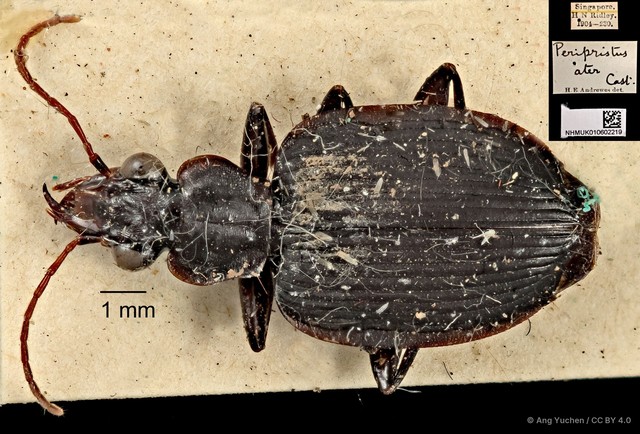 Serrimargo ater • © Ang Yuchen • CC BY 4.0