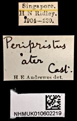 Serrimargo ater • All Rights Reserved Museum Label