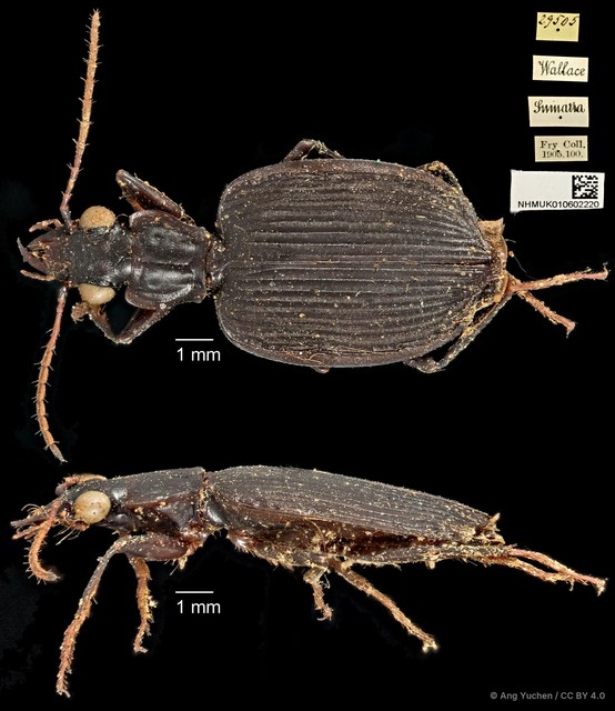 Serrimargo ater
