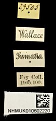 Serrimargo ater • All Rights Reserved Museum Label