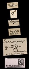 Serrimargo guttiger • All Rights Reserved Museum Label