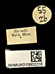 Serrimargo guttiger • All Rights Reserved Museum Label
