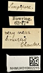 Sinurus opacus • All Rights Reserved Museum Label