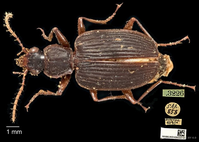 Sinurus opacus