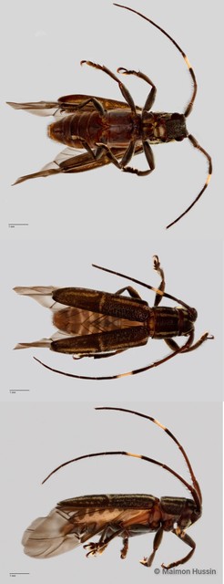 Cerambycidae sp. "ZRCBDP0055838" • © Maimon Hussin • All Rights Reserved