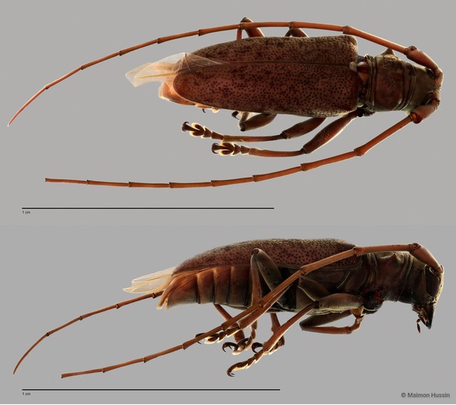 Cerambycidae sp. "ZRCBDP0057468" • © Maimon Hussin • All Rights Reserved