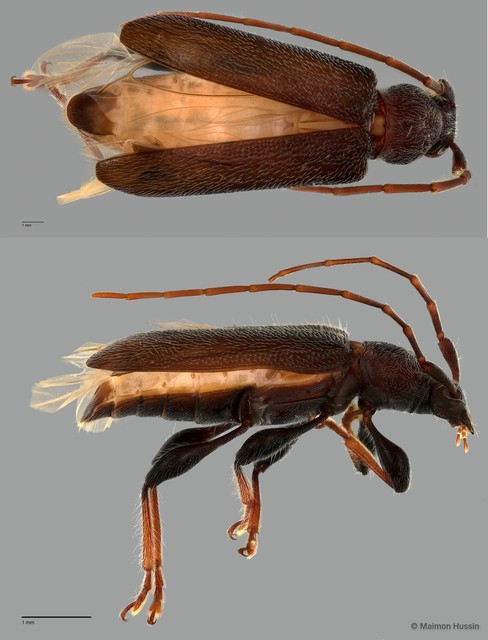Cerambycidae sp. "ZRCBDP0057512" • © Maimon Hussin • All Rights Reserved