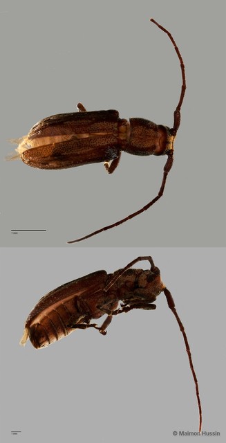 Cerambycidae sp. "ZRCBDP0057550" • © Maimon Hussin • All Rights Reserved