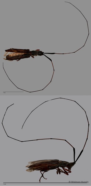 Cerambycidae sp. "ZRCBDP0063701" • © Maimon Hussin • All Rights Reserved