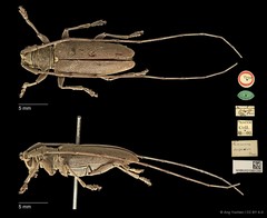 Acalolepta (Acalolepta) defectrix • © Ang Yuchen • CC BY 4.0