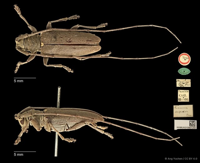 Acalolepta (Acalolepta) defectrix • © Ang Yuchen • CC BY 4.0