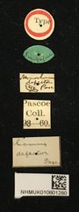 Acalolepta (Acalolepta) defectrix • All Rights Reserved Museum Label