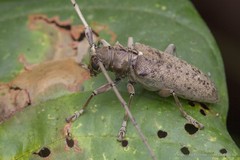 Acalolepta (Dihammus) rusticatrix • © Marcus Ng Fu Chuan • CC BY-NC-ND 4.0