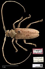 Acalolepta (Dihammus) rusticatrix • © Ang Yuchen • CC BY 4.0
