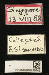 Acalolepta (Dihammus) rusticatrix • All Rights Reserved Museum Label