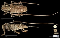 Acalolepta (Dihammus) rusticatrix • © Ang Yuchen • CC BY 4.0