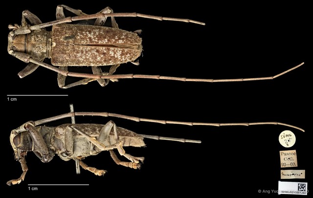 Acalolepta (Dihammus) rusticatrix