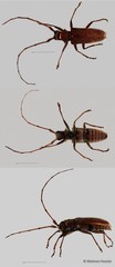Acalolepta (Dihammus) rusticatrix • © Maimon Hussin • All Rights Reserved