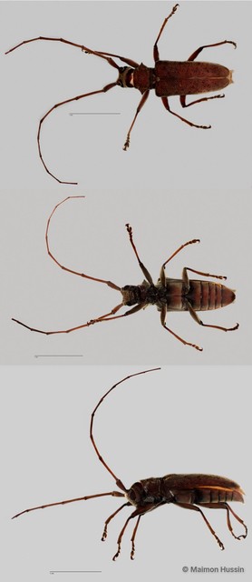 Acalolepta (Dihammus) rusticatrix • © Maimon Hussin • All Rights Reserved