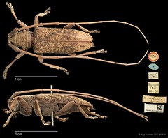 Acalolepta (Acalolepta) tarsalis • © Ang Yuchen • CC BY 4.0