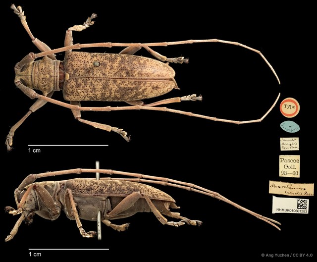 Acalolepta (Acalolepta) tarsalis • © Ang Yuchen • CC BY 4.0