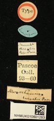 Acalolepta (Acalolepta) tarsalis • All Rights Reserved Museum Label