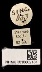 Aeolesthes aurifaber • All Rights Reserved Museum Label