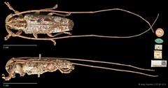 Amechana nobilis • © Ang Yuchen • CC BY 4.0