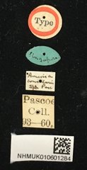 Amechana nobilis • All Rights Reserved Museum Label