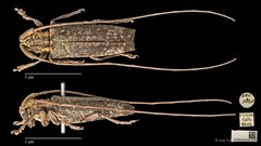 Amechana nobilis • © Ang Yuchen • CC BY 4.0